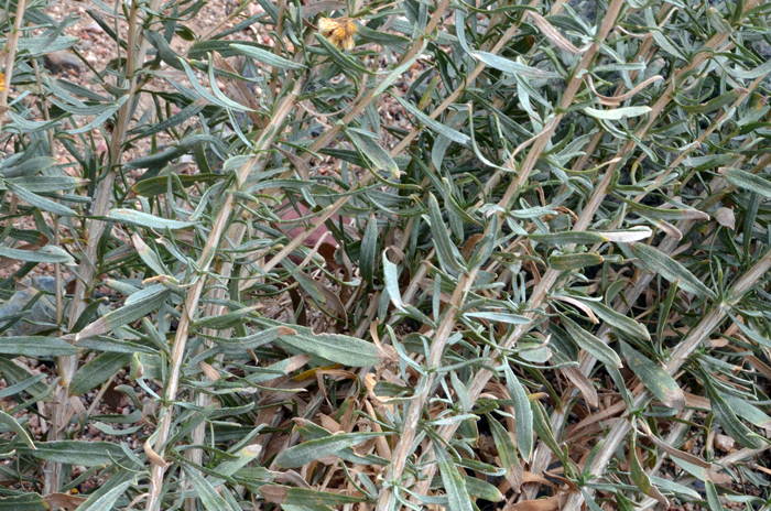 Rusby's Goldenbush leaves are light green; narrowly linear and up to 2 inches (1 cm) in length. Isocoma rusbyi
